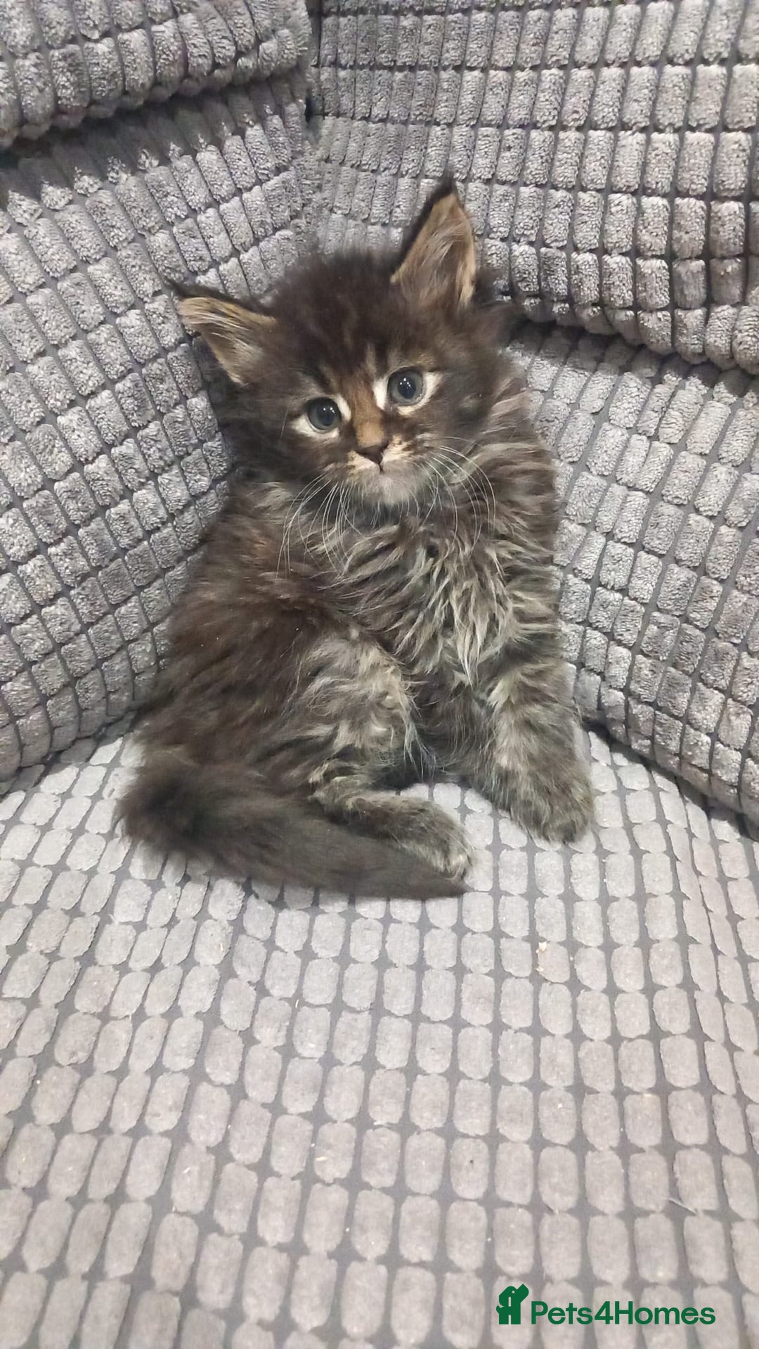 Maine Coon cats for sale: Beautiful Maine Coon kittens  - Advert 10