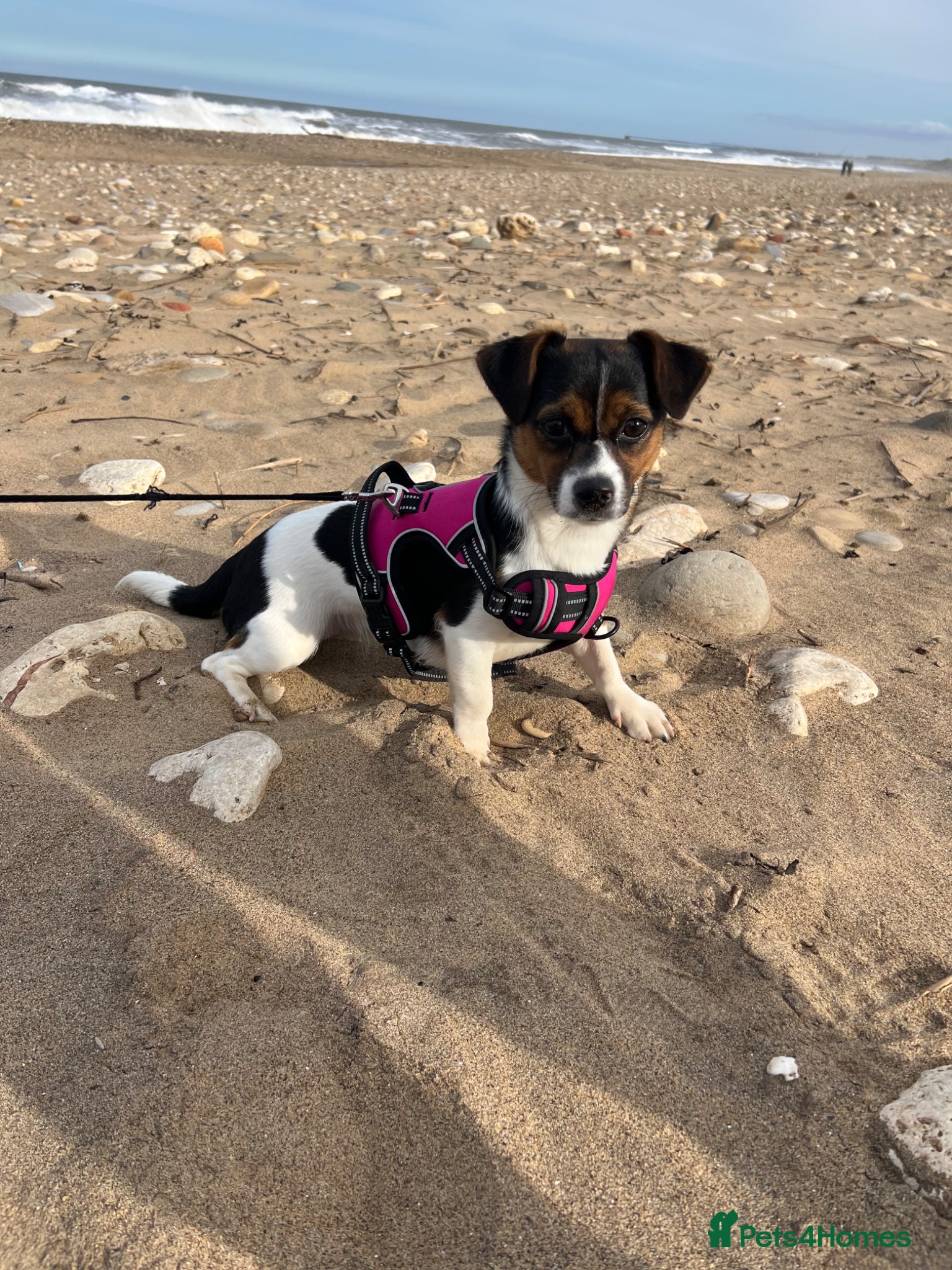 Jack Russell dogs 1 year old  - Advert 16