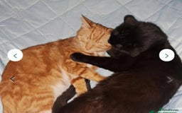 Mixed Breed cats for sale: Rehoming gizmo and ash  - Image 11