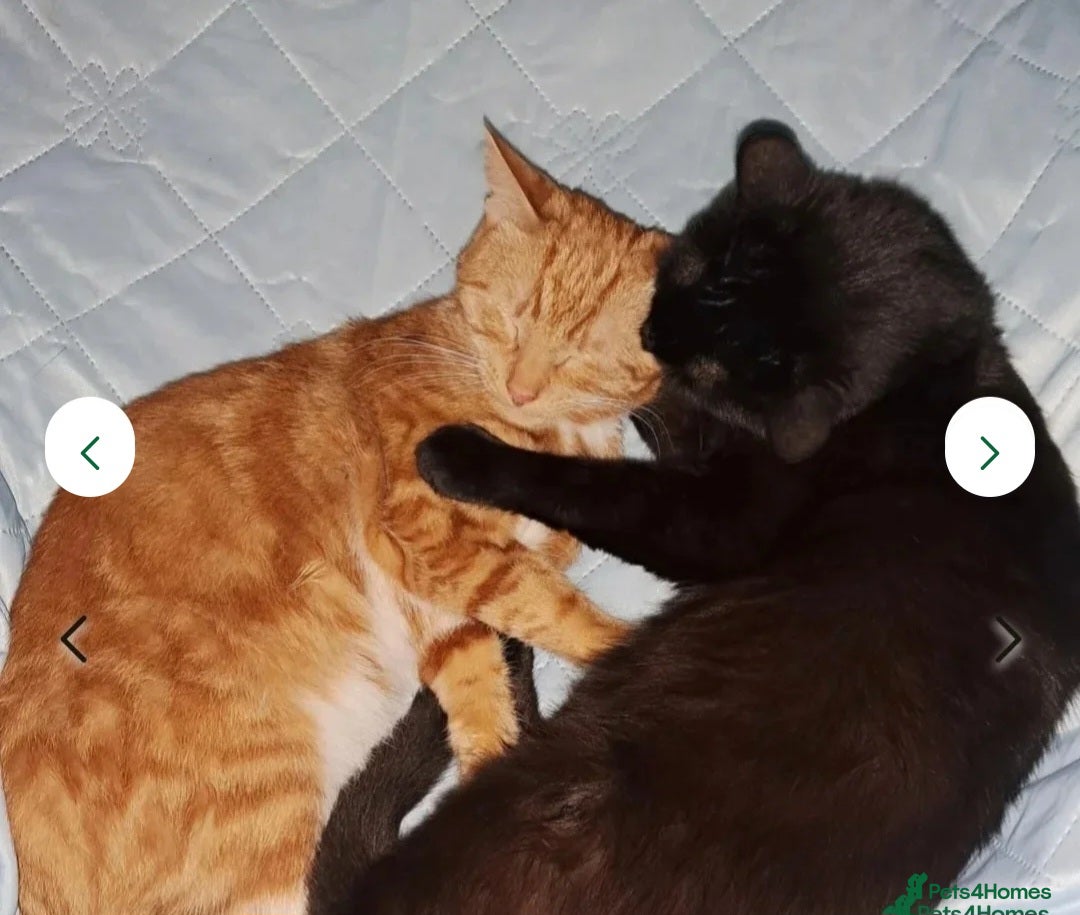 Mixed Breed cats for sale: Rehoming gizmo and ash  - Image 11