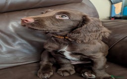 Cocker Spaniel dogs for sale: 3 Girls Looking For Loving Homes - Image 7