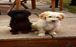 Goldendoodle dogs for sale: F1 Standard Golden Doodles last 1 female - Image 2