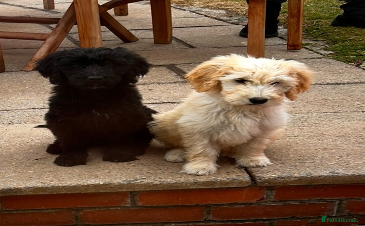 Goldendoodle dogs - Advert 1