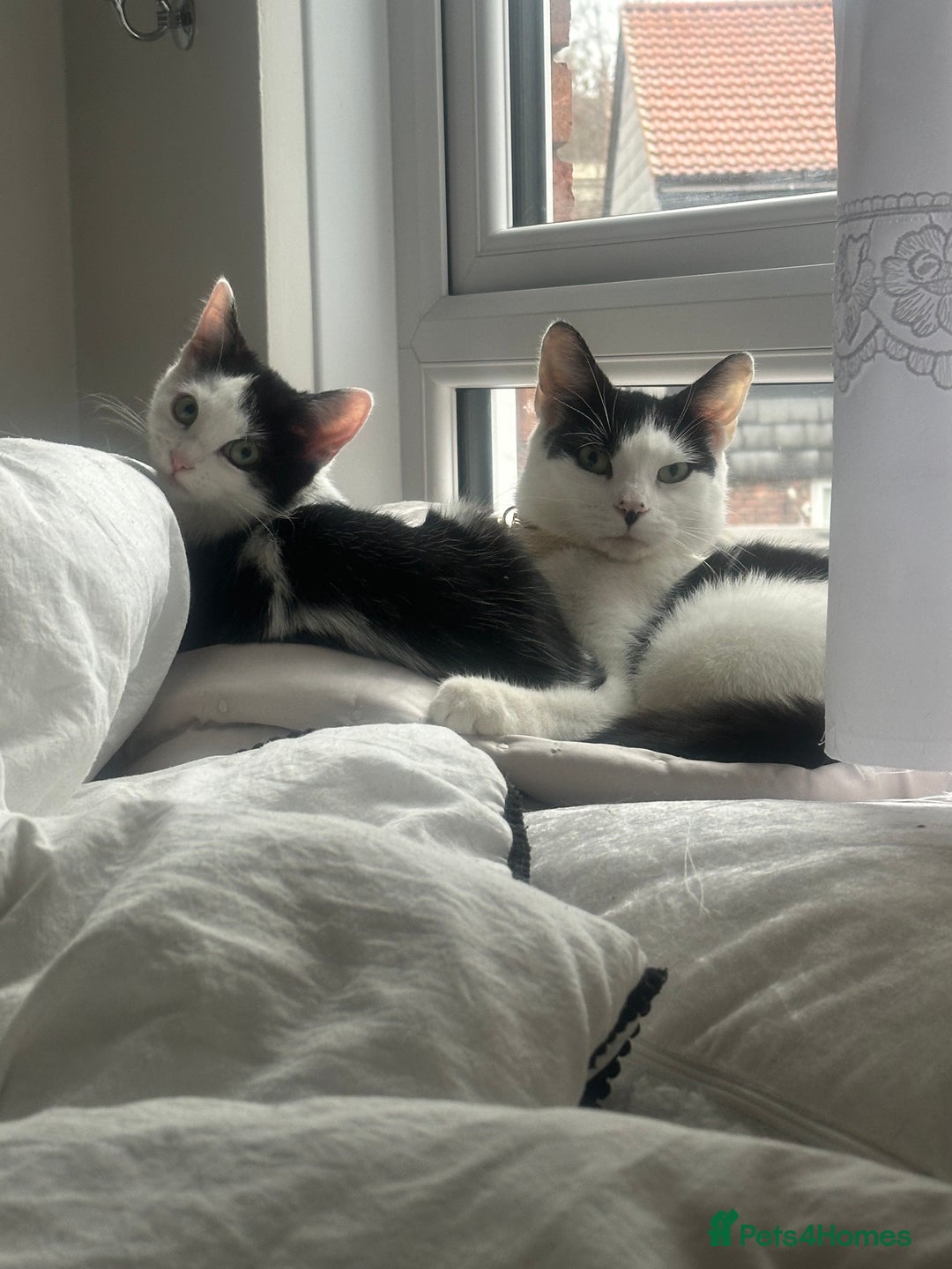 Mixed Breed cats for sale: Turkish angora kitten  - Advert 1