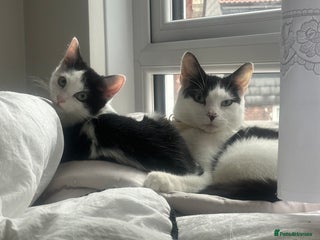 Mixed Breed cats Turkish angora kitten - Advert 3