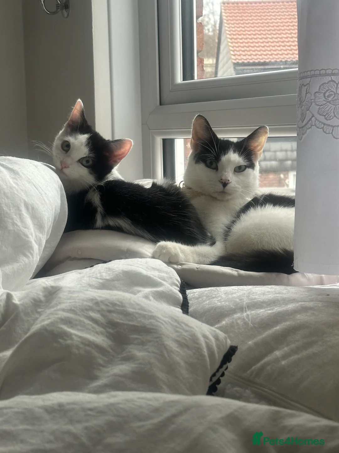 Mixed Breed cats for sale: Turkish angora kitten  - Advert 1