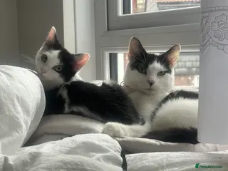 Mixed Breed cats Turkish angora kitten - Advert 6