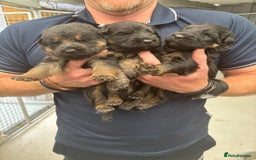 German Shepherd dogs for sale: KC GSD Puppies – Champion Bloodline Pairing - Image 7
