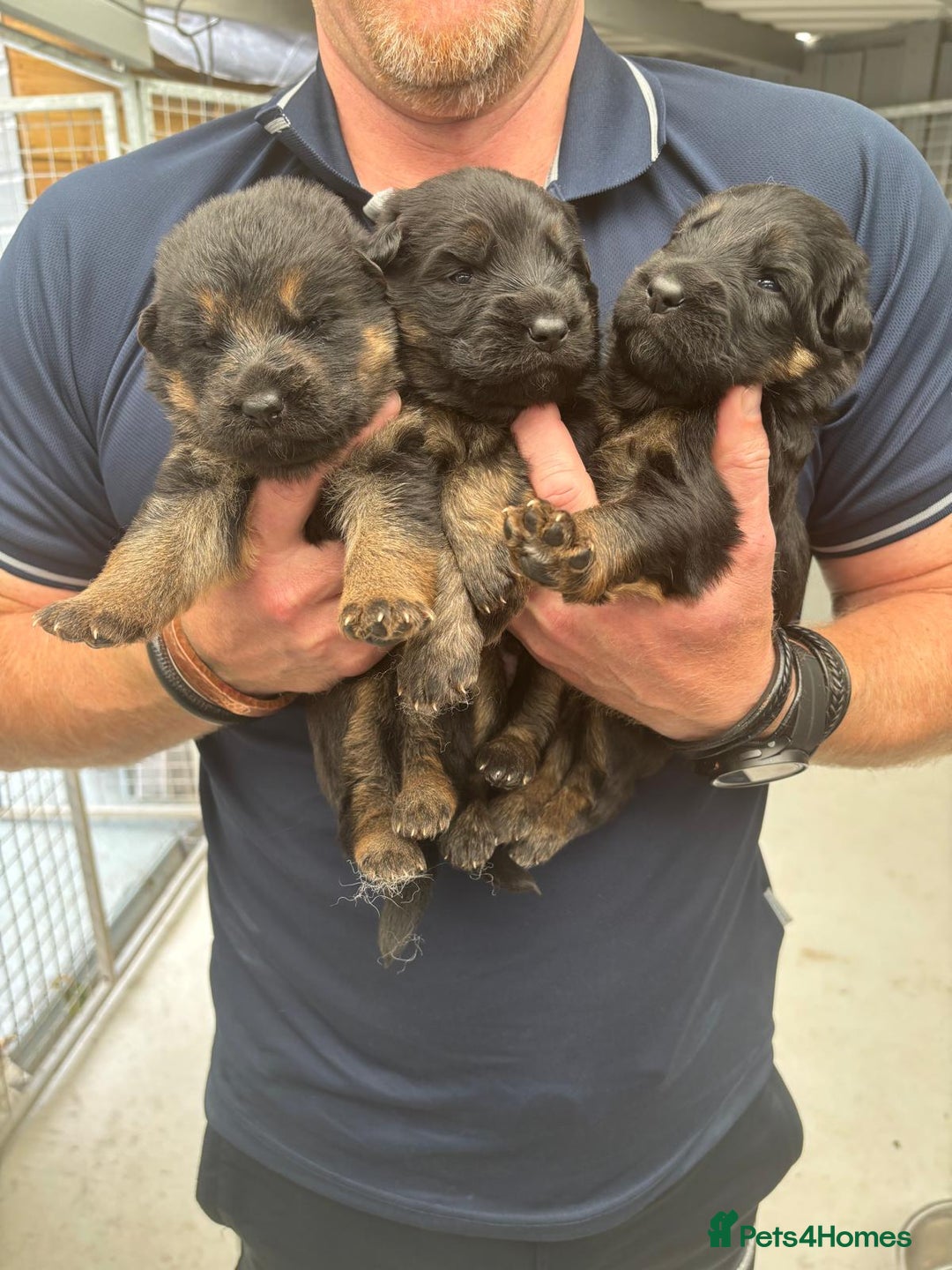 German Shepherd dogs for sale: KC GSD Puppies – Champion Bloodline Pairing - Image 7