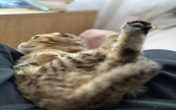 Scottish Fold cats for sale: Scottish fold boy  - Image 11