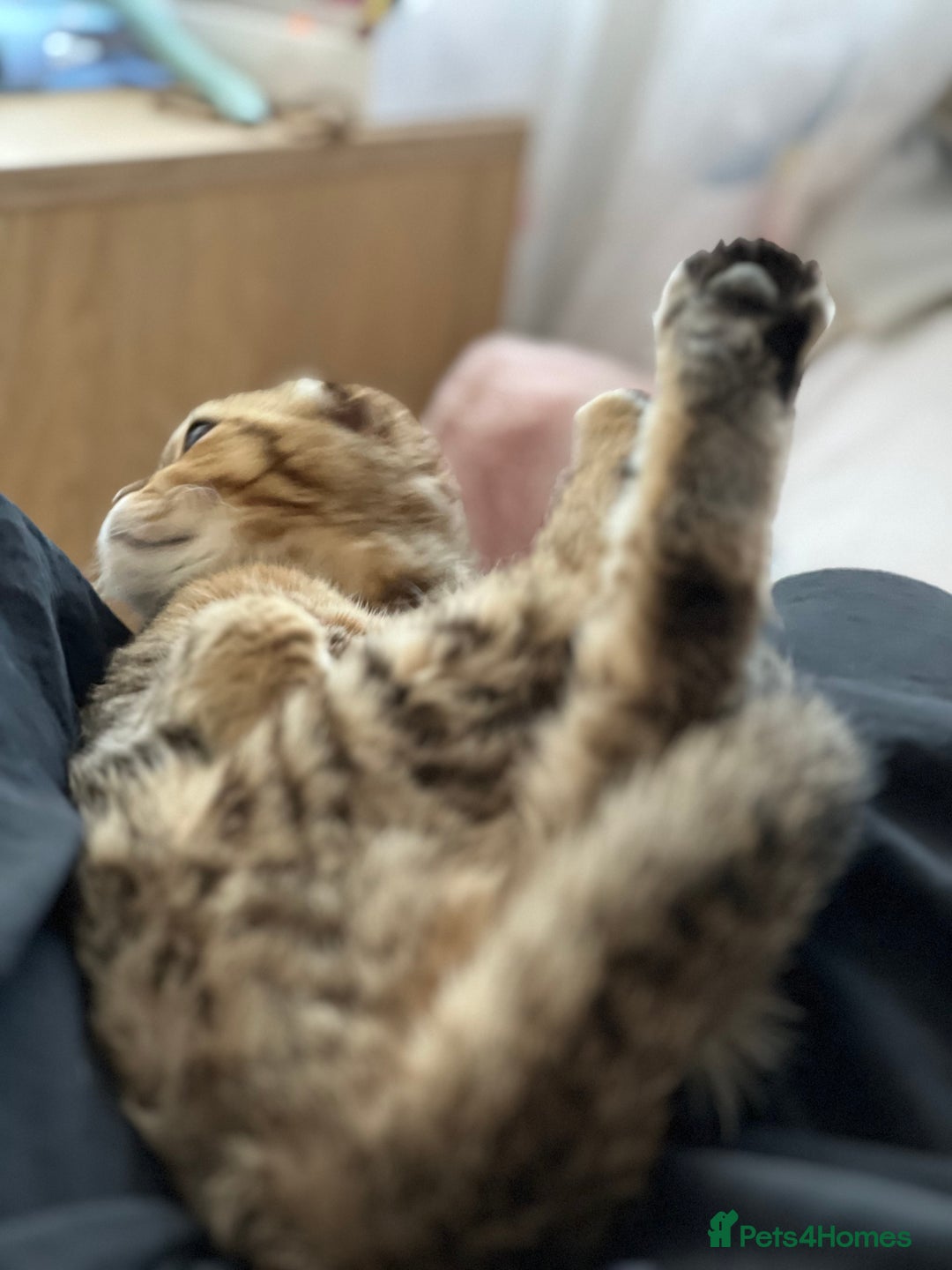 Scottish Fold cats for sale: Scottish fold boy  - Image 11