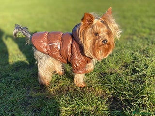 Yorkshire Terrier dogs in Hornchurch - Advert 8