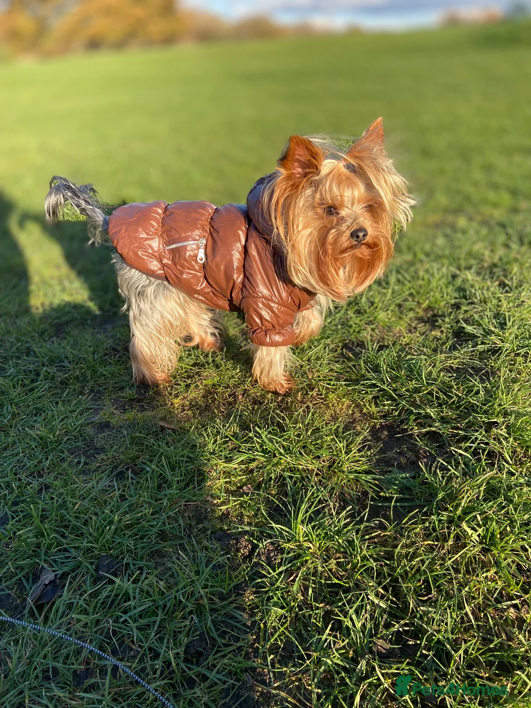 Yorkshire Terrier dogs for stud: Yorkshire terrier for stud  in Hornchurch - Advert 2