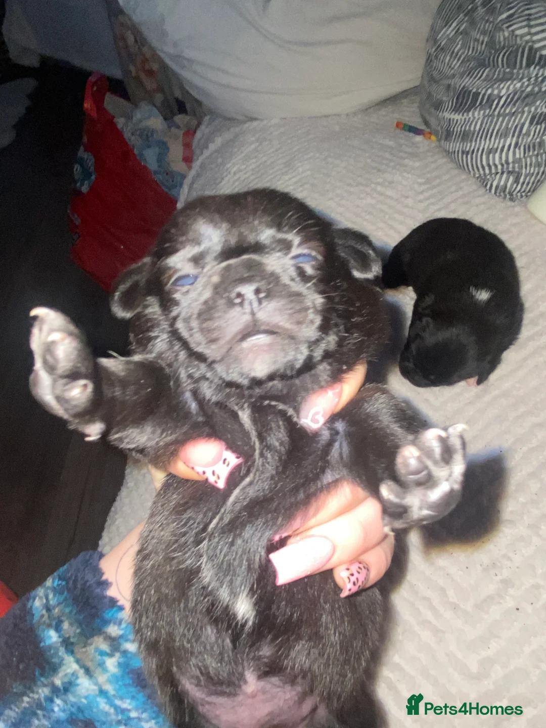 Chug dogs for sale: 3 beautiful chug puppy’s 😍🏡 - Advert 9