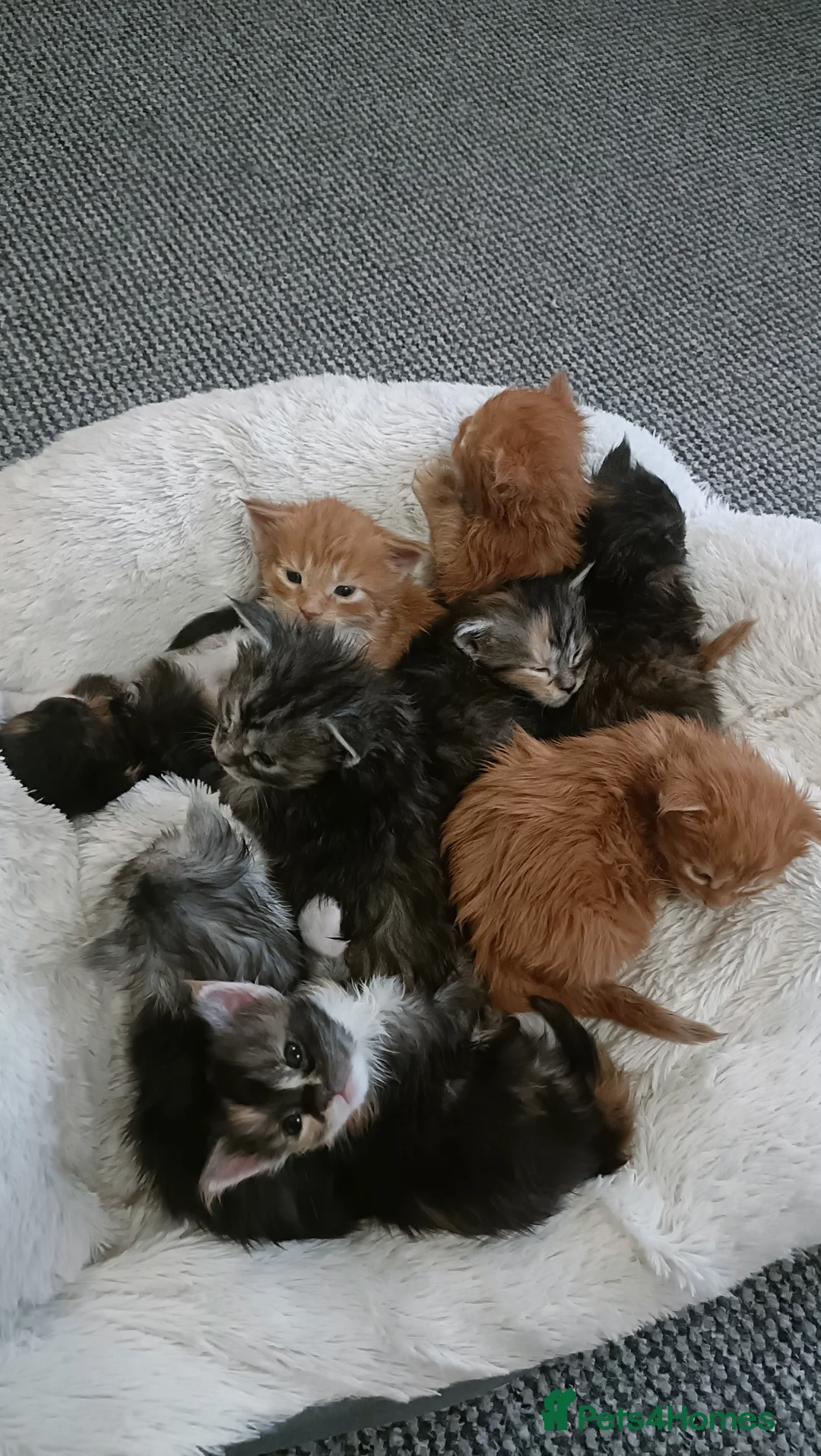 Maine Coon cats for sale: 😻😻😻Adorable fluffy Maine Coon kittens 😻😻😻 - Advert 30