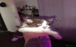 Mixed Breed cats for sale: Mix bread kittens black and black white fluffy  - Image 4