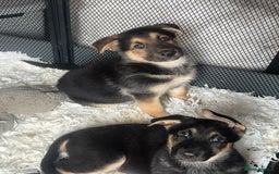 German Shepherd dogs for sale: German Shepherd Puppies  - Image 3