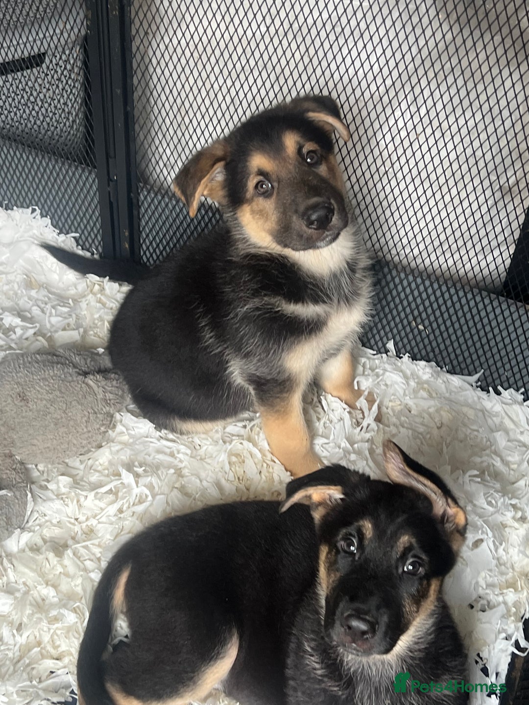 German Shepherd dogs for sale: German Shepherd Puppies  - Image 3