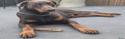 Dobermann dogs for stud: King Zeus -Proven Stud  - Advert 5