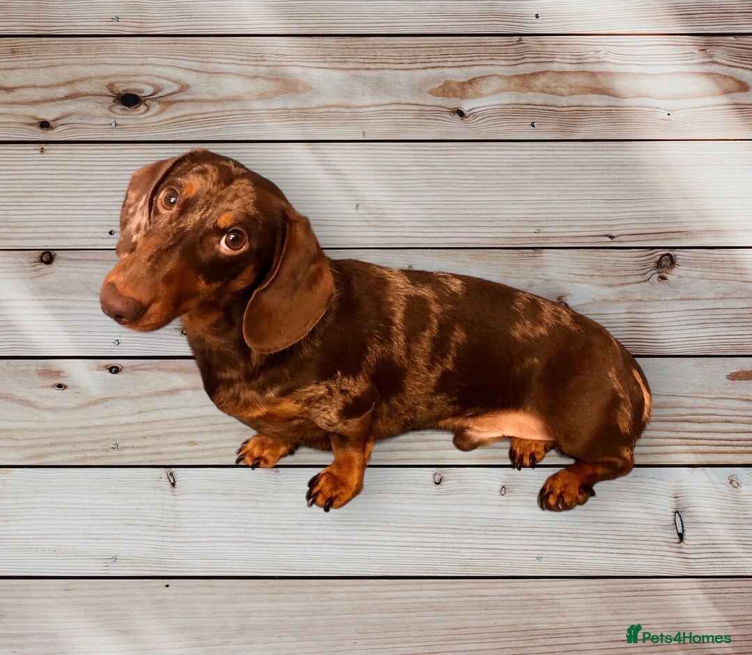 Miniature Dachshund dogs for stud: Mini Dachshund Boy for Stud, KC reg, Choc Dapple in Salford - Advert 4