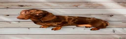 Miniature Dachshund dogs for stud: Mini Dachshund Boy for Stud, KC reg, Choc Dapple in Salford - Advert 4