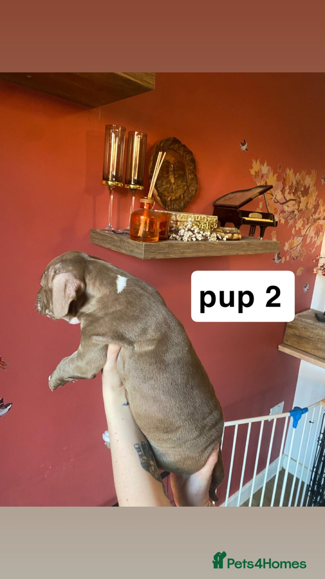 Mixed Breed dogs for sale: staffy X  - Advert 6