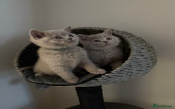 British Shorthair cats for sale: ONE LEFT Chunky Lilac GCCF British Shorthair Male - Image 6