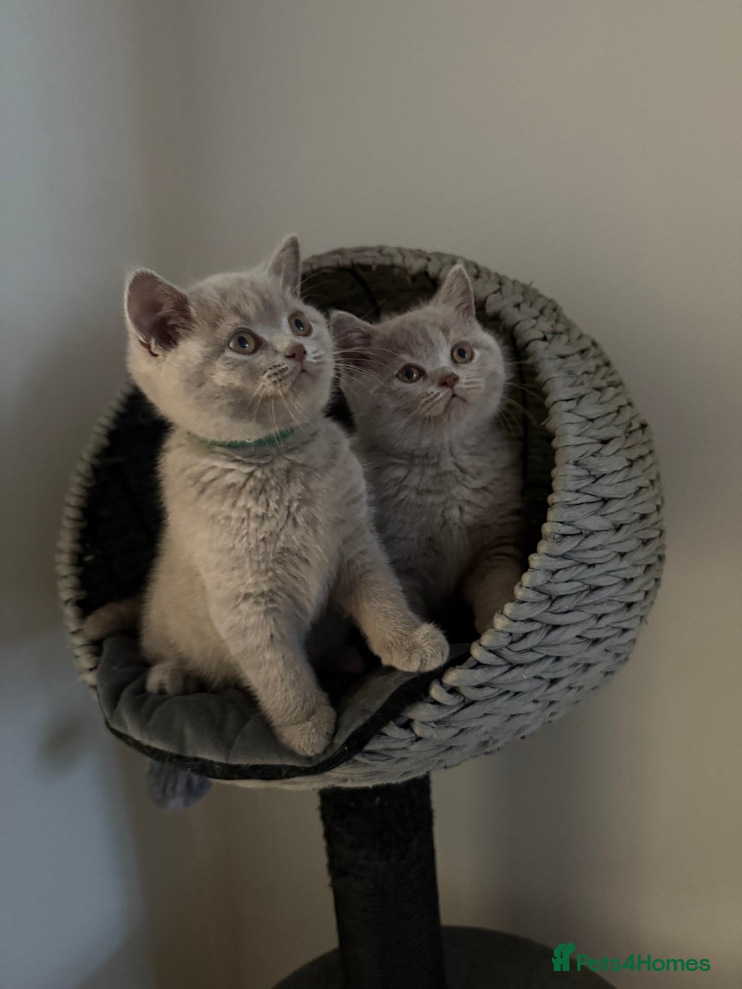 British Shorthair cats for sale: ONE LEFT Chunky Lilac GCCF British Shorthair Male - Image 6