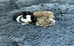Netherland Dwarf rabbits for sale: Two beautiful Netherland dwarf bunnies  - Image 1
