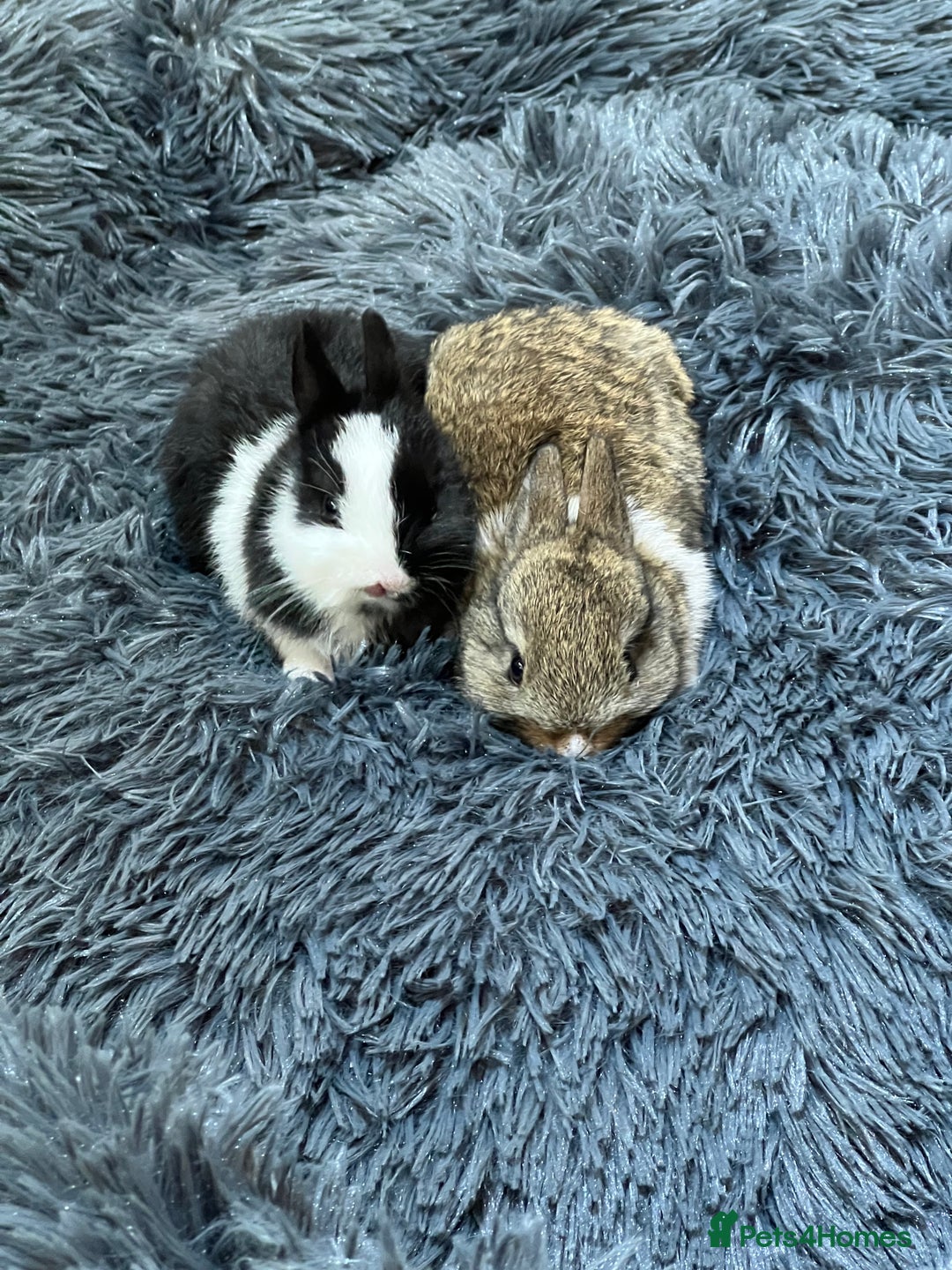 Netherland Dwarf rabbits for sale: Two beautiful Netherland dwarf bunnies  - Image 1