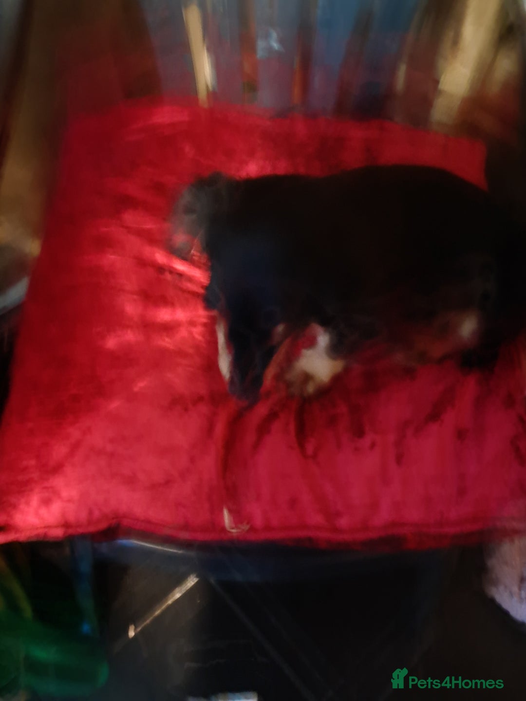 Miniature Dachshund dogs for sale: minature long haired daschund  - Image 13