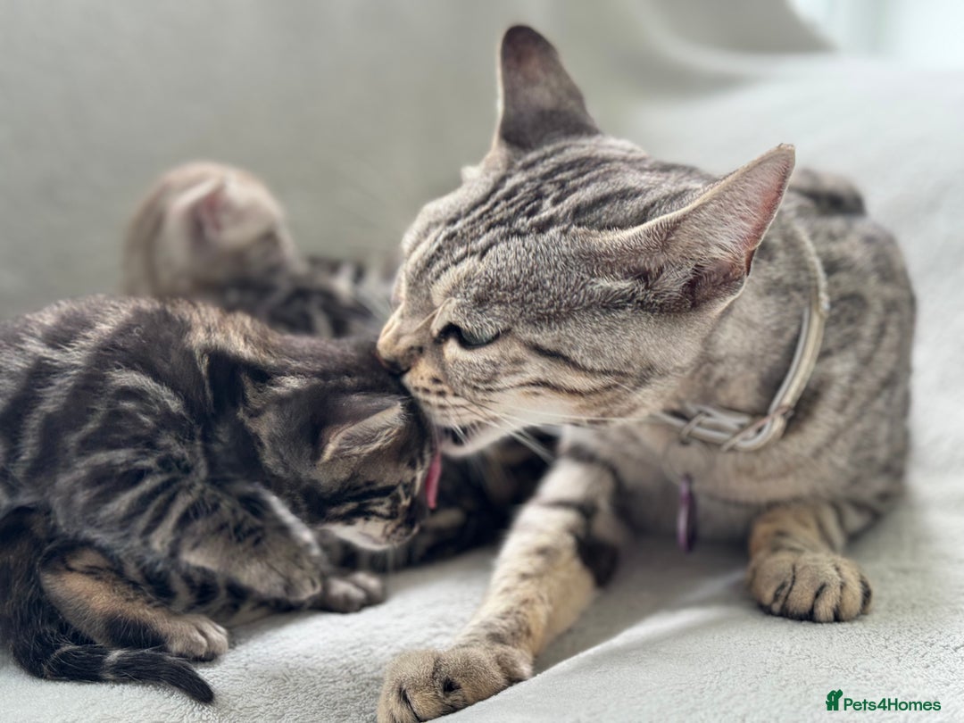 Bengal cats for sale: Bengal Kittens For Sale (Ready To Go - 1 left) - Image 21