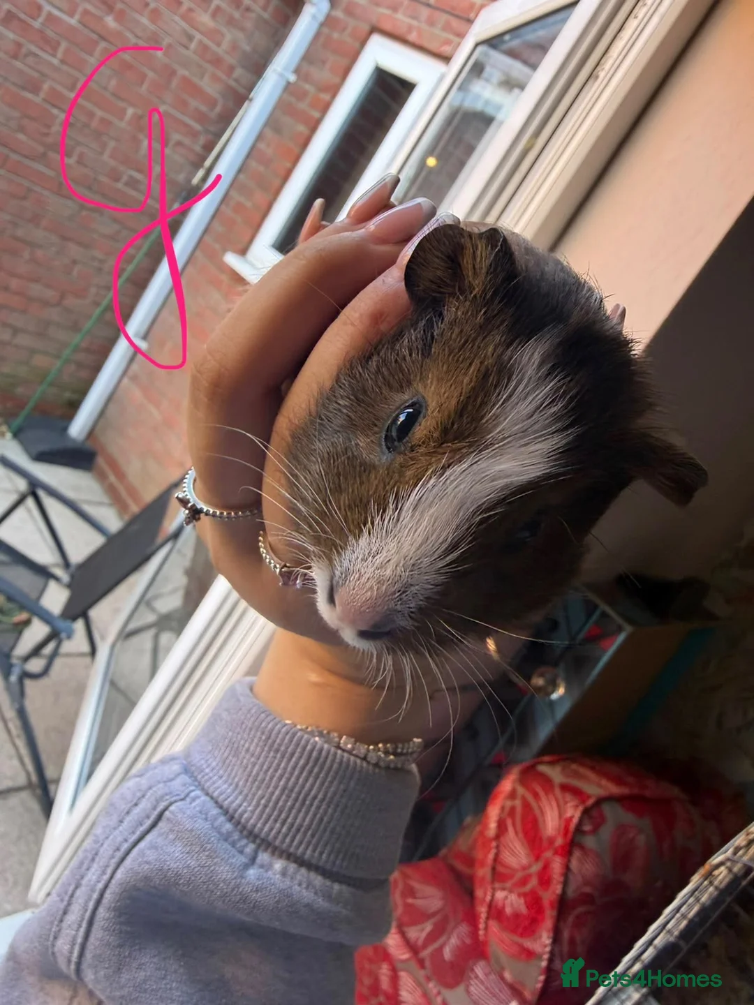 Guinea Pig rodents for sale: Mixed Guinea Pigs for Sale  - Advert 5
