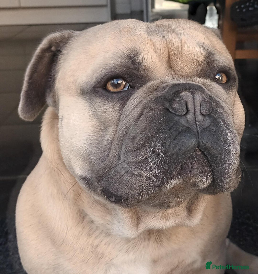 French Bulldog dogs for sale: French Bulldog Purebred KC Reg - Image 3