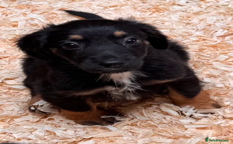Mixed Breed dogs - Advert 7