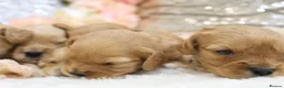 Cavapoo dogs for sale: *Health tested* F1 Cavapoos in Wisbech - Advert 11
