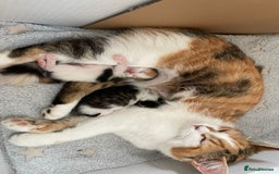 Domestic Shorthair cats for sale: Beautiful kittens available - Image 4