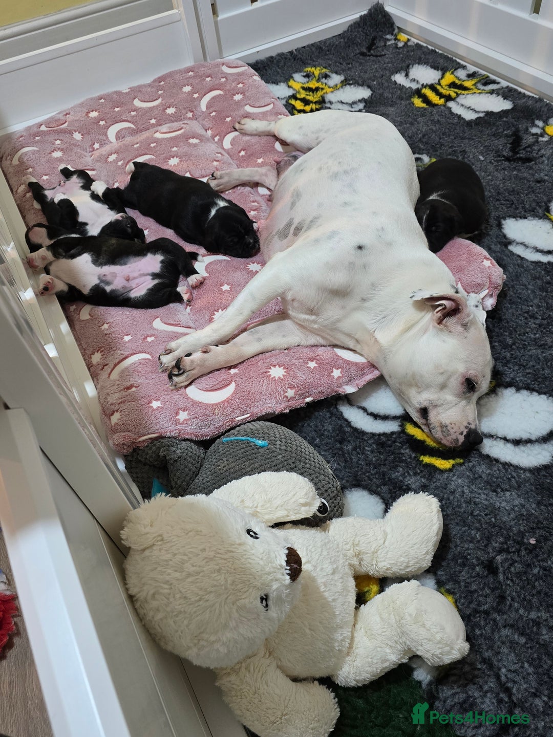 Staffordshire Bull Terrier dogs for sale: ✨️Outstanding SBT puppies✨️ - Advert 3
