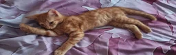Mixed Breed cats for sale: We looking for home - Advert 2