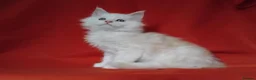 Maine Coon cats for sale: Pure Maine Coons Kittens For Sale - Advert 7