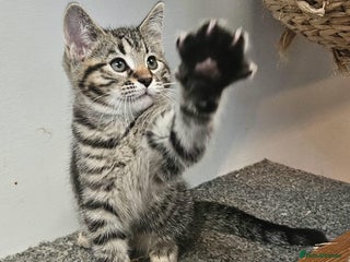 Maine Coon cats Maine coon cross kittens - Advert 4