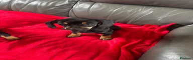Dachshund 5 REHOMED
