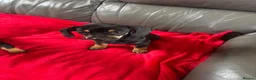 Dachshund dogs for sale:  DASCHUNDS ALL REHOMED - Advert 8
