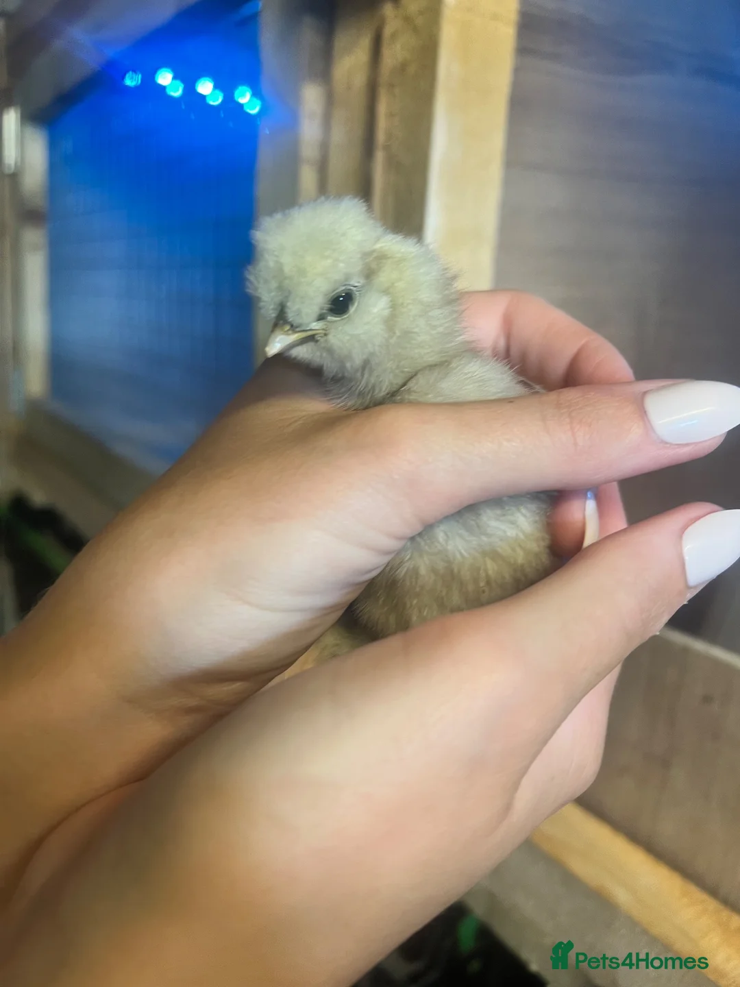 Chickens poultry for sale: Silkie chicks for sale  - Advert 4