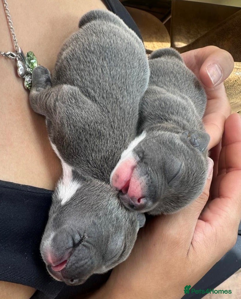 Staffordshire Bull Terrier dogs Stunning blue staff pups £2500 💕💙 - Advert 2