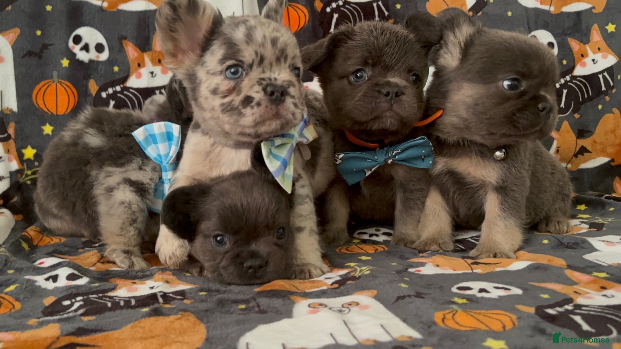 French Bulldog dogs Super fluffy frenchies - Advert 2