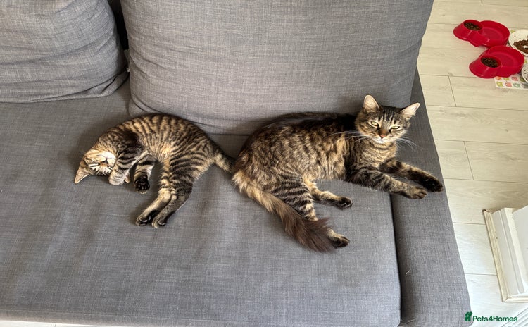 Mixed Breed cats - Advert 3