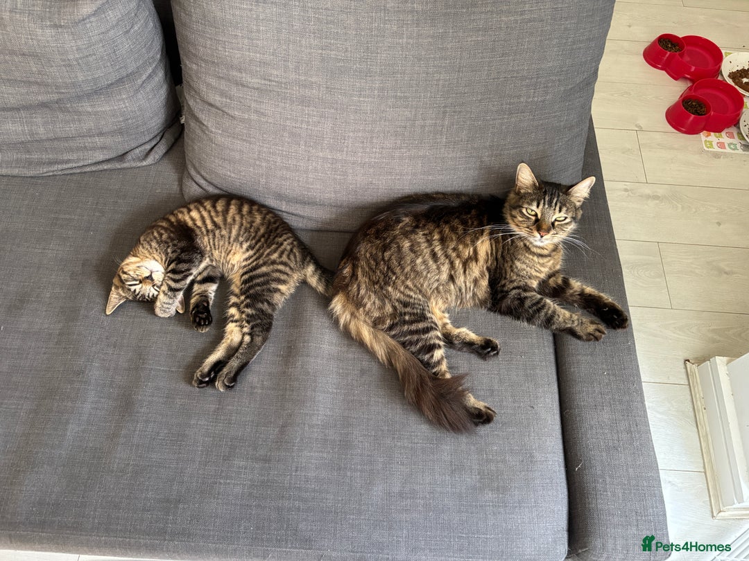 Mixed Breed cats for sale: Mum and son cat for sale ASAP - Image 1