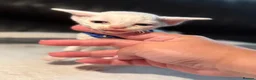 Devon Rex cats for sale: 😻 Devon rex Kittens available 😻❤️ - Advert 27