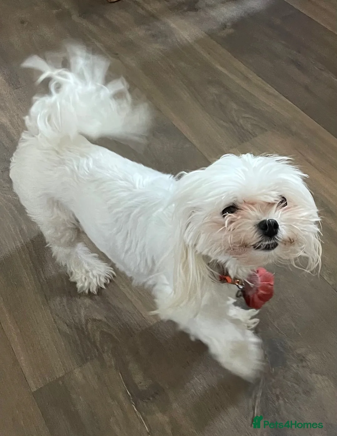 Maltipoo dogs for sale: Adorable Maltipoo Boys  - Advert 2